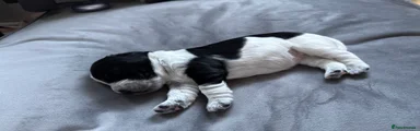 Cocker Spaniel 6
