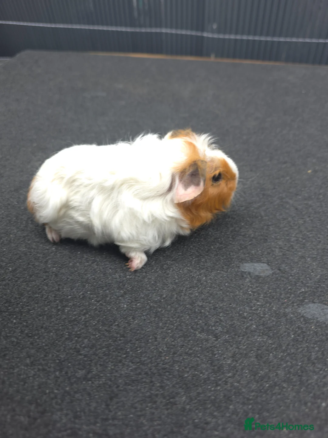 Guinea Pig rodents for sale: Guinea pigs - Advert 2