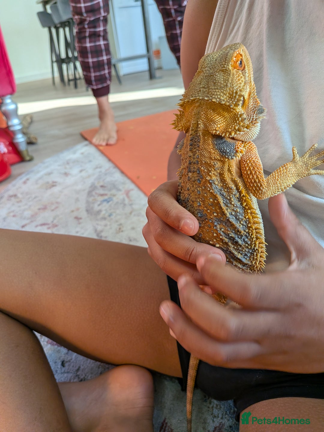 Bearded Dragon reptiles for sale: Beardie  - Advert 3