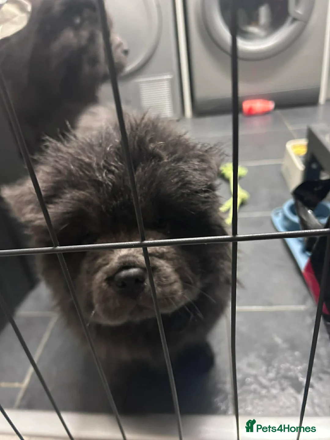 Chow Chow dogs for sale: Rough Coat Chow Chow Puppies in Peterborough - Advert 21
