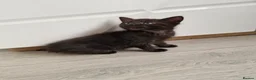 Mixed Breed cats for sale: Kittens - Advert 5