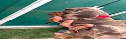 Miniature Dachshund dogs for sale: Miniature dachshunds  - Advert 15