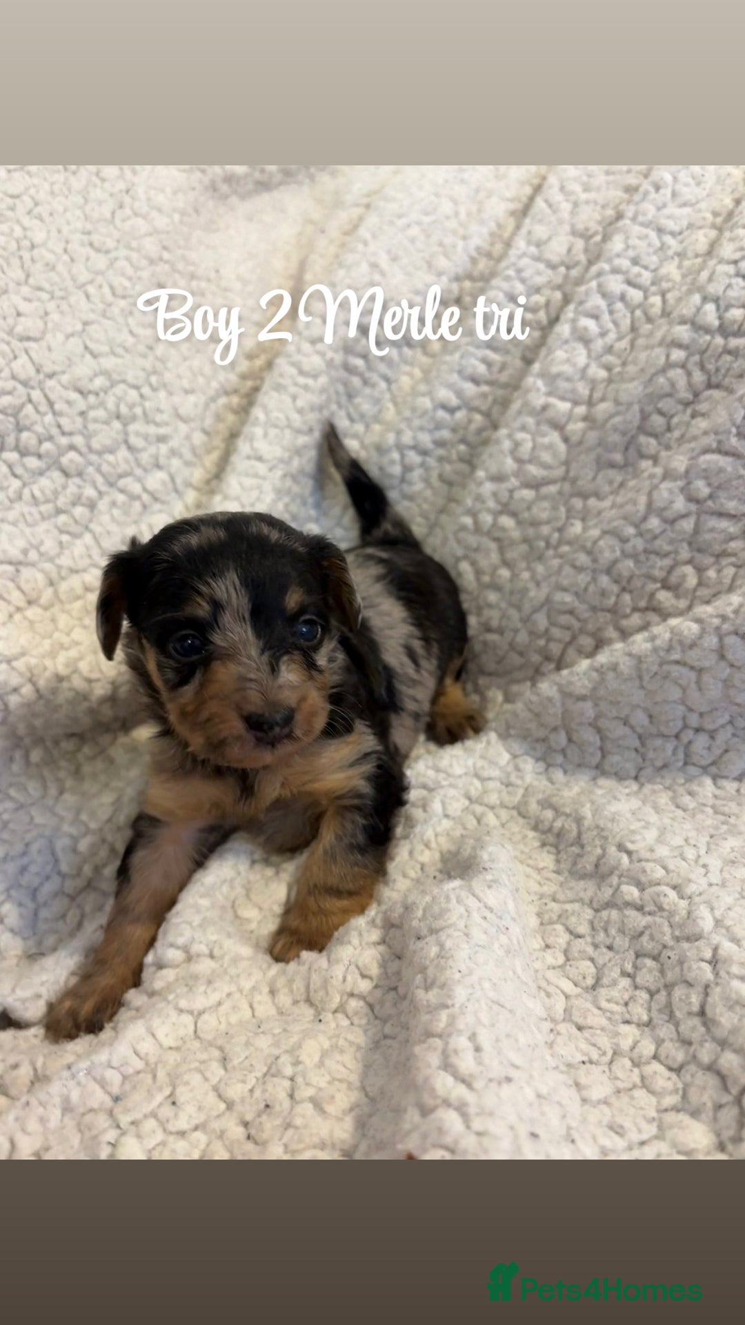 Jackapoo dogs for sale: Beautiful jackapoo’s  - Image 1