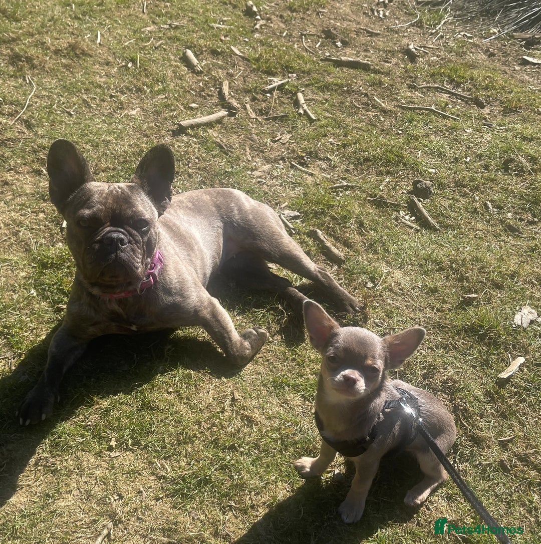 Chihuahua dogs for sale: 9 month old Girl - Image 6