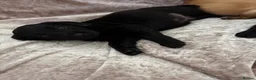 Labrador Retriever dogs for sale: Stunning Labrador pups - Advert 18