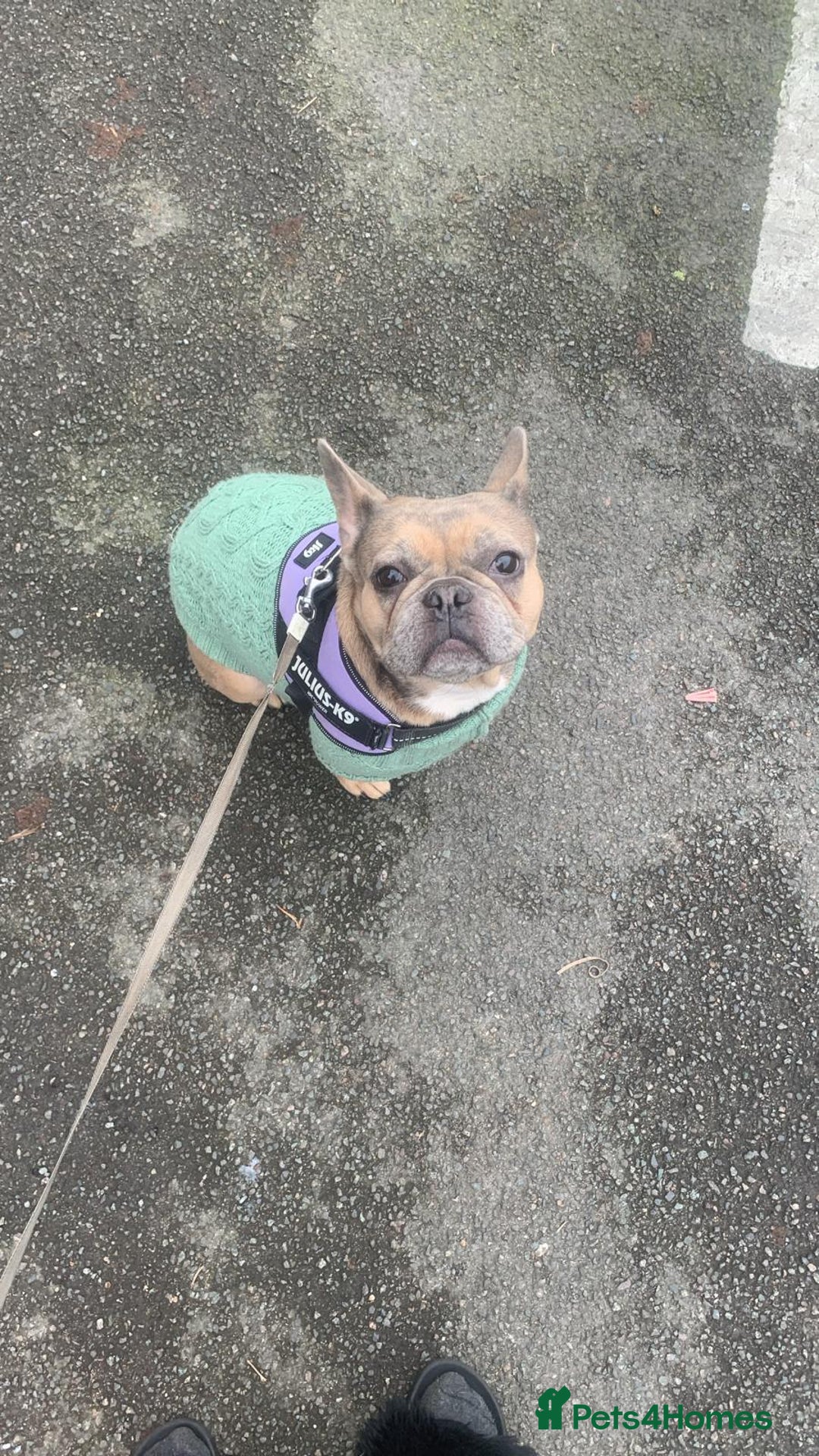 French Bulldog dogs for sale: French Bulldog Puppies  - Advert 29