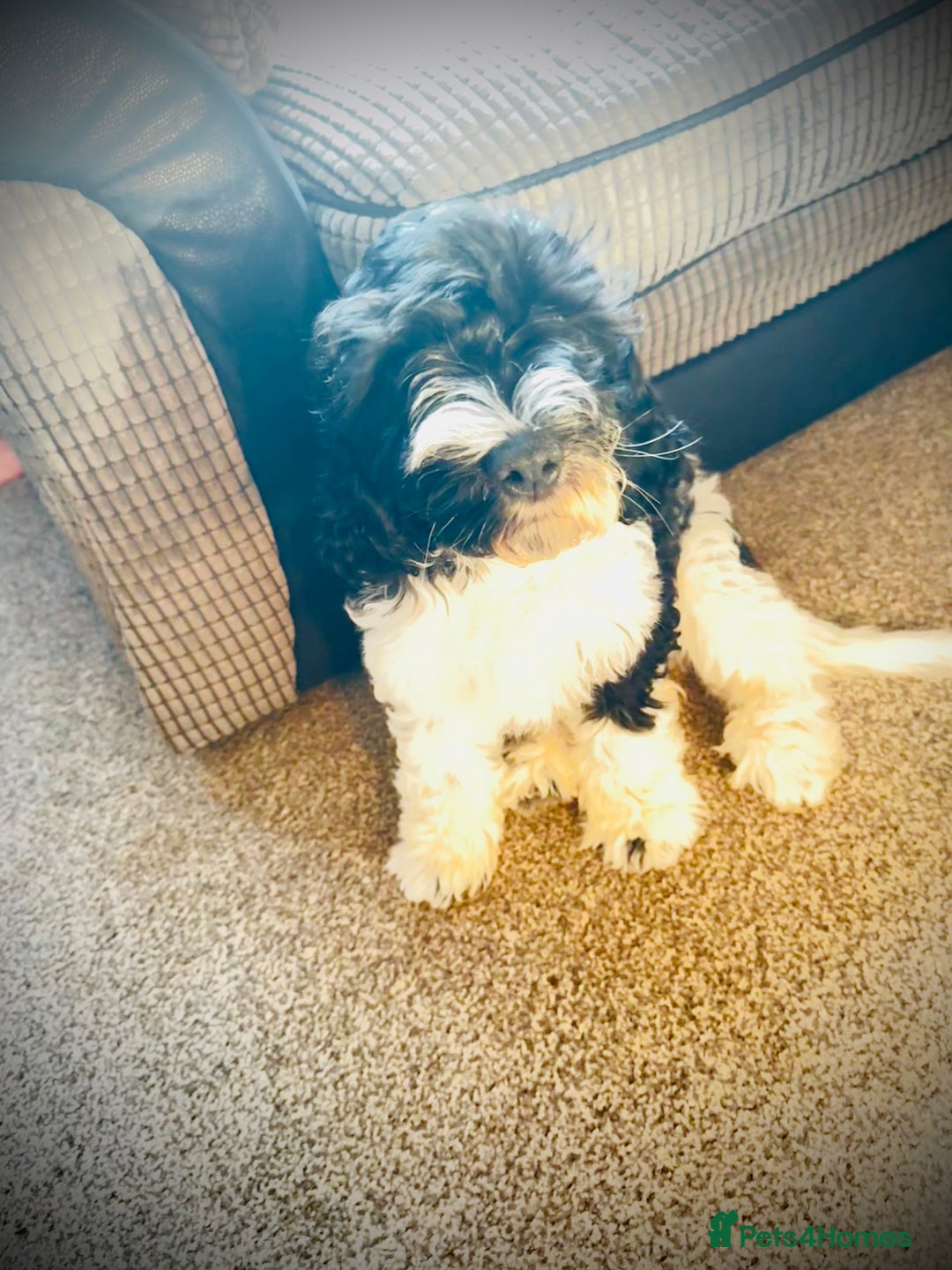 Cockapoo dogs for sale: 2 left! Will you be my forever home? F2 cockapoos  - Image 11