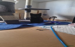 Egyptian Mau cats for sale: Boy kitten left black and grey girl. - Image 2
