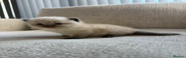 Ragdoll 2
