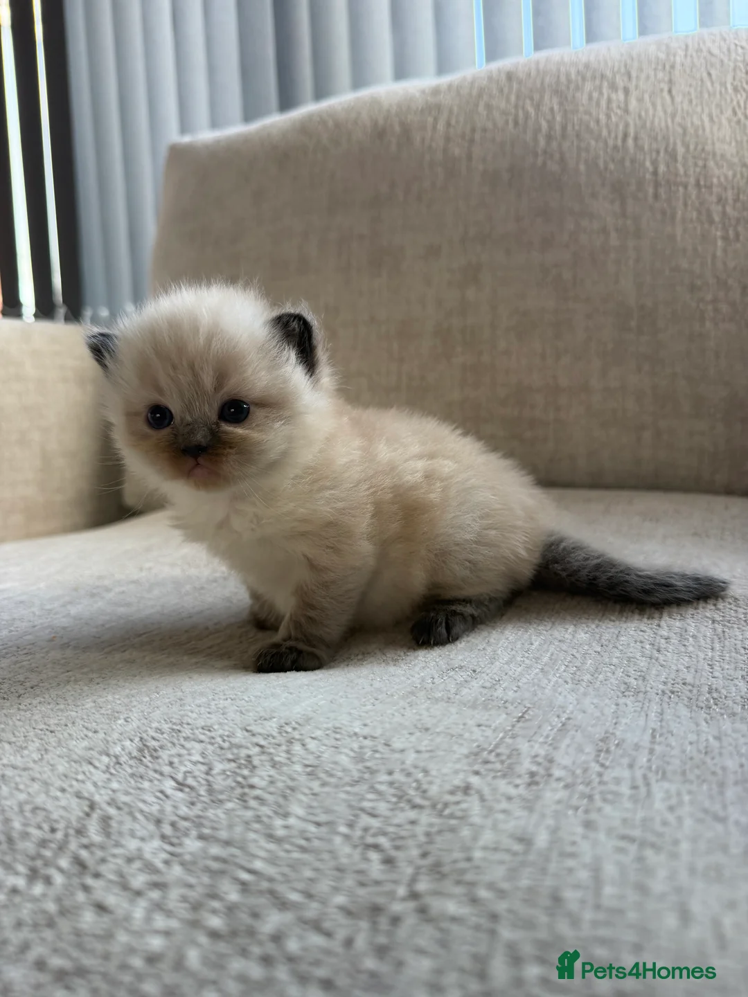 Ragdoll cats for sale: Ragdoll kittens - Advert 2