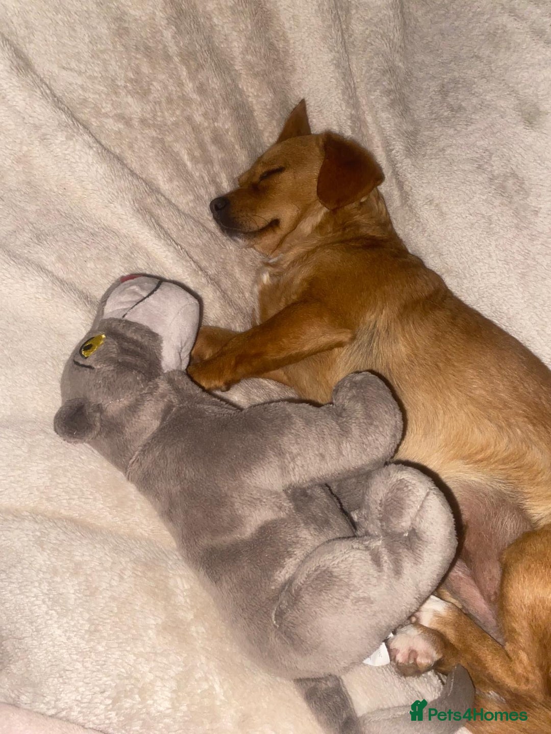 Mixed Breed dogs for adoption: Nellie  - Image 4