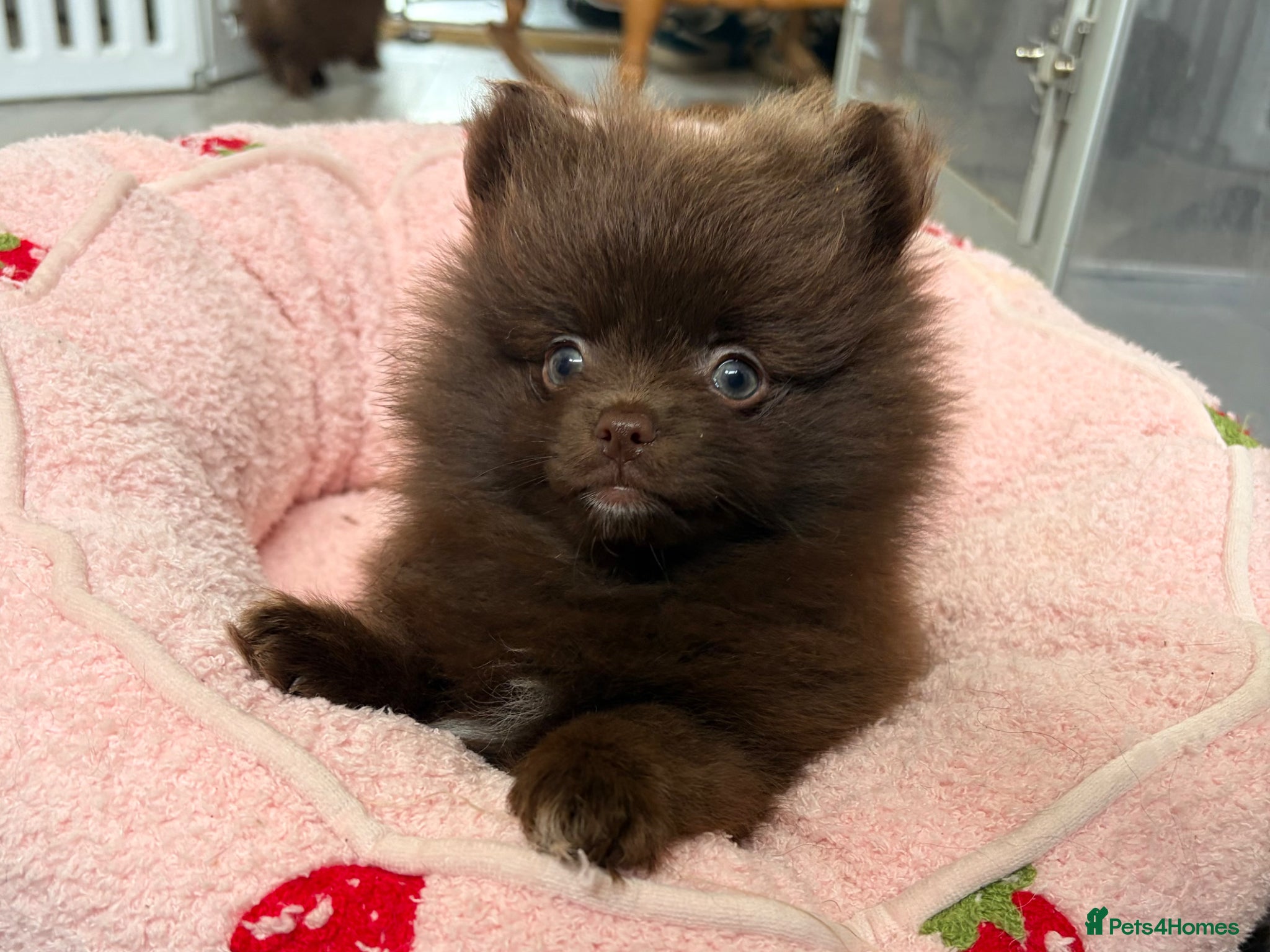 Pomeranian dogs  READY NOW! KC✨DNA 100% POM!🧬HEALTH TESTED!🧬 - Advert 15