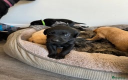 Labrador Retriever dogs for sale: Health tested kc reg puppies  - Image 10