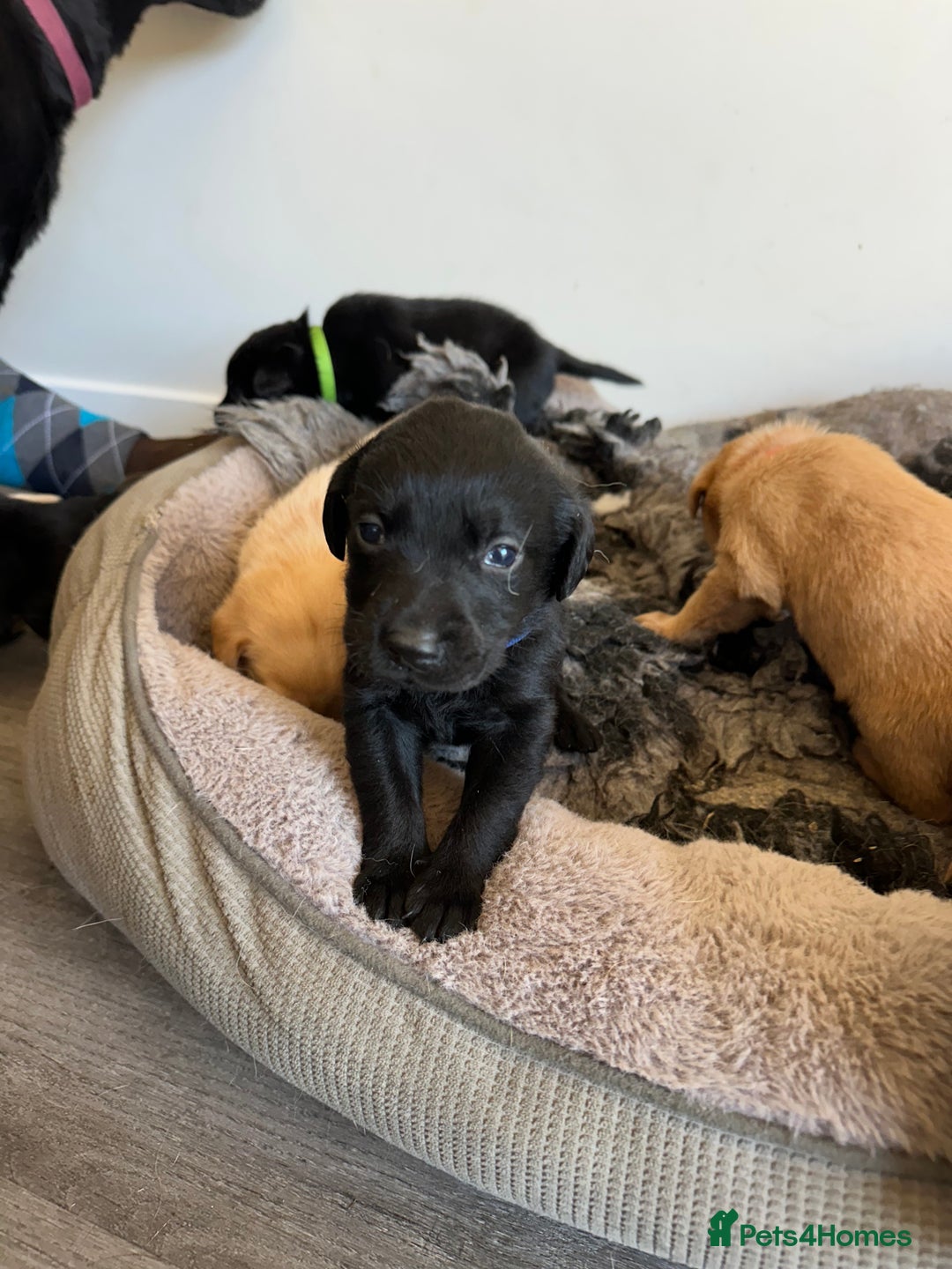 Labrador Retriever dogs for sale: Health tested kc reg puppies  - Image 10