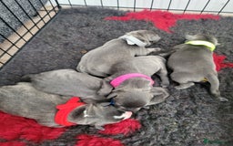 Staffordshire Bull Terrier dogs for sale: 🐶 KC Reg Staffordshire Bull Terrier Puppies 🐶 - Image 18