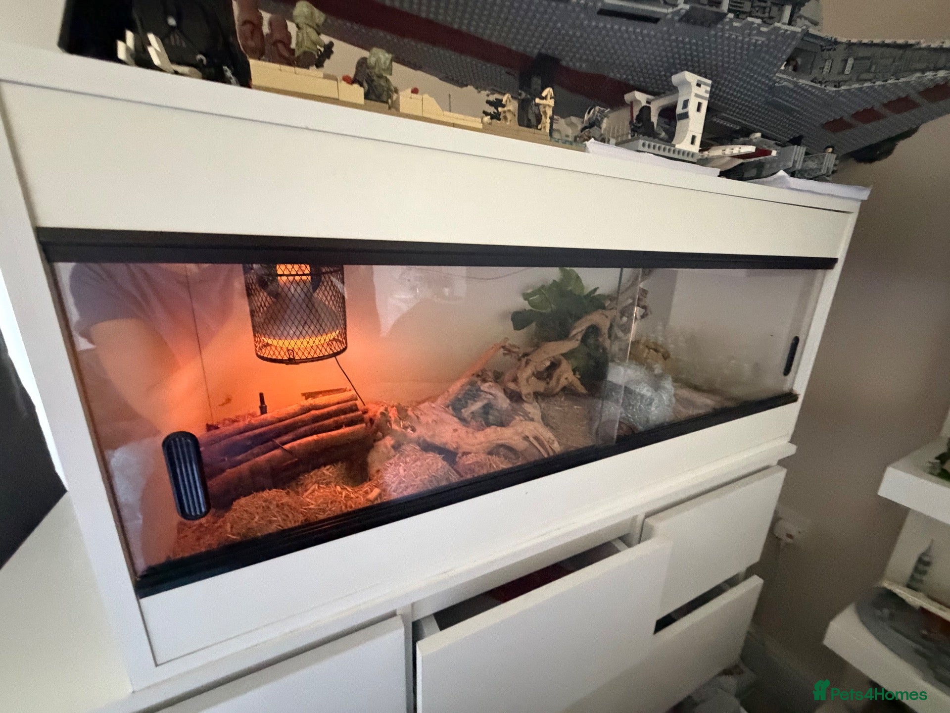 Corn Snake reptiles 5ft female and 4ft Viv - Advert 1