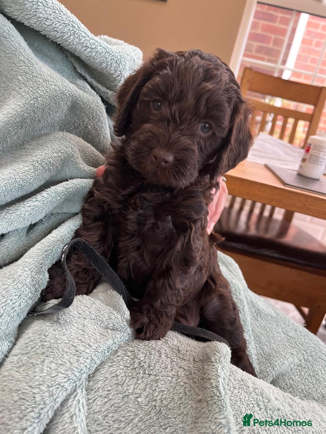 Australian Labradoodle dogs for sale: Pure Australian Labradoodles - READY TO LEAVE  - Image 14
