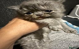 Persian cats for sale: 4 stunning persian kittens  - Image 8