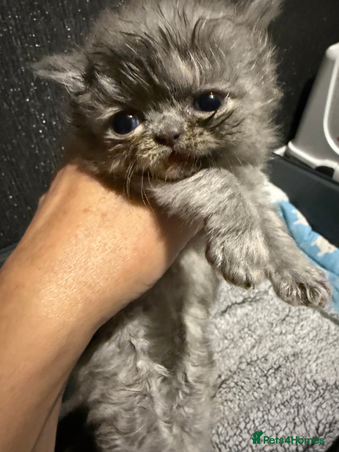 Persian cats for sale: 4 stunning persian kittens  - Image 8