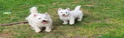 West Highland Terrier dogs for sale:  KC Reg. lovely West Highland White Terrier girl  - Advert 4
