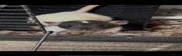 Rat rodents for sale: Two Friendly Male Rats Looking for a Loving Home  in Queenborough - Advert 6