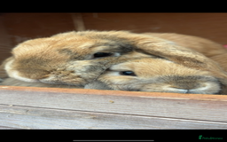 Mini Lop rabbits for sale: Mother & son stunning Mini Lops 3.5yr & 1 year old - Image 1
