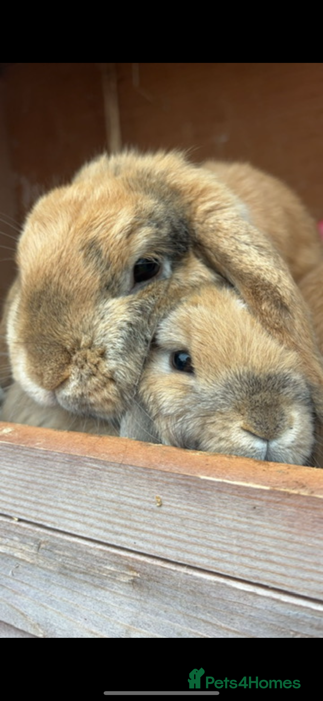 Mini Lop rabbits for sale: Mother & son stunning Mini Lops 3.5yr & 1 year old - Image 1