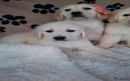 Golden Retriever dogs for sale: Kc, health tested, show type, golden retrievers. - Advert 17