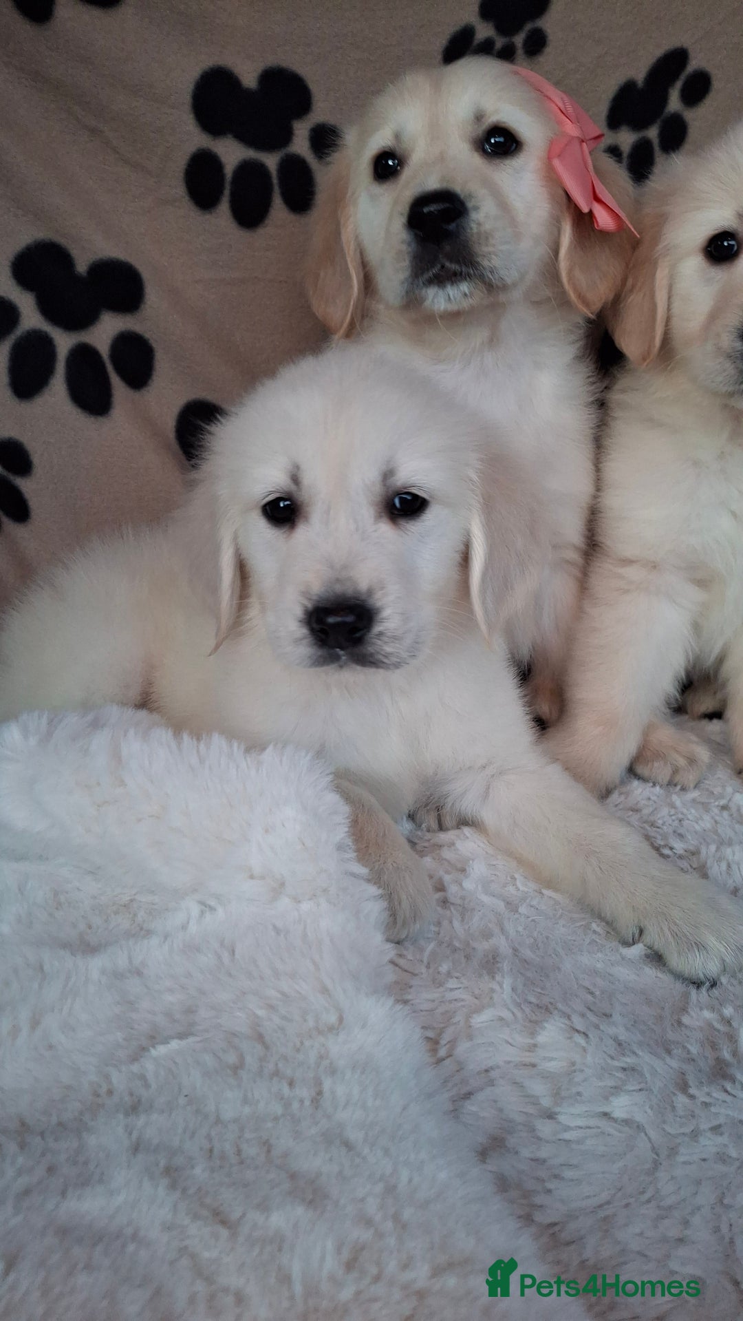 Golden Retriever dogs for sale: Kc, health tested, show type, golden retrievers. - Advert 17