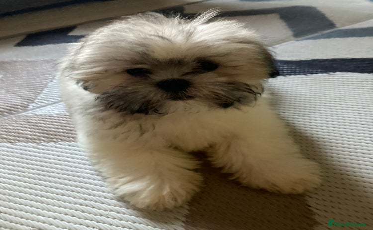 Lhasa Apso dogs - Advert 1