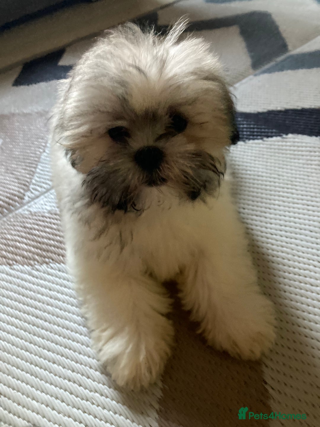 Lhasa Apso dogs for sale: Lhasa Apso Puppies 🐶 (One Boy Left Ready Now) - Image 1