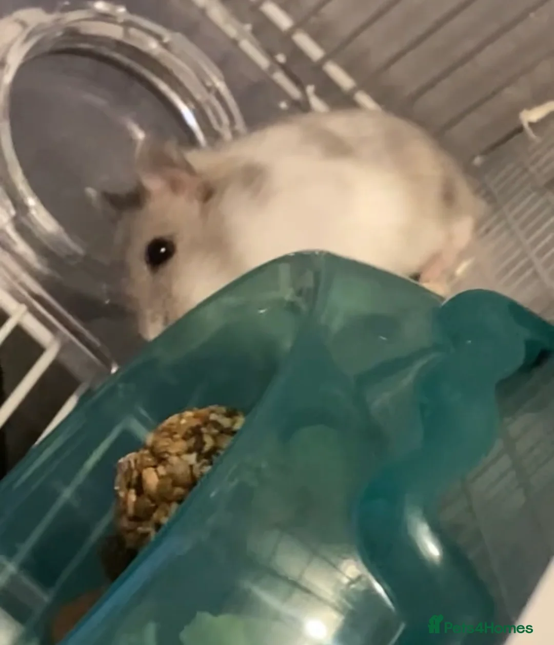 Hamster rodents for sale: Russian dwarf hanster - Advert 3