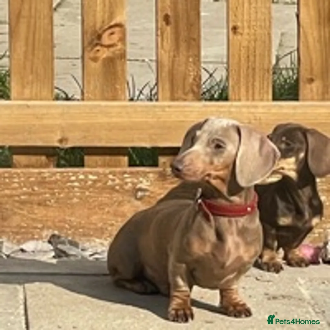 Miniature Dachshund dogs for stud: Isabella PRA/DM/OI clear son of Charlie Chaplin in Clacton-on-Sea - Advert 5