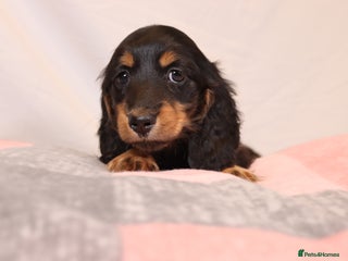 Miniature Dachshund dogs Exceptional Miniature longhaired dachshunds - Advert 8
