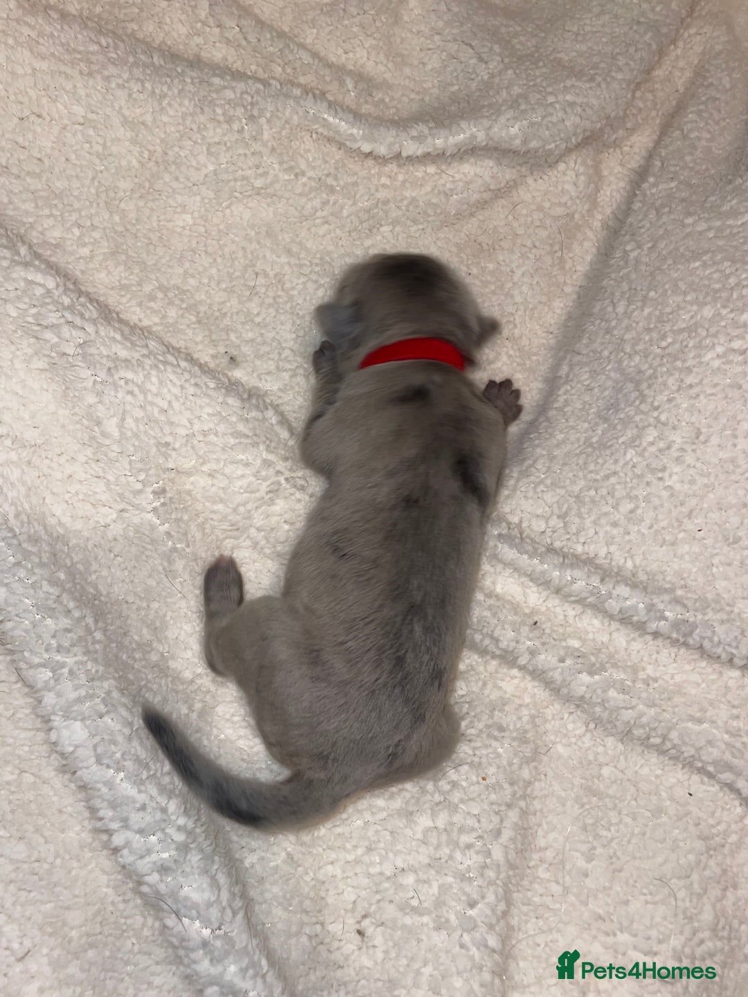 Cane Corso dogs for sale: Harlequin cane corso x pedigree cane corso puppies - Advert 17