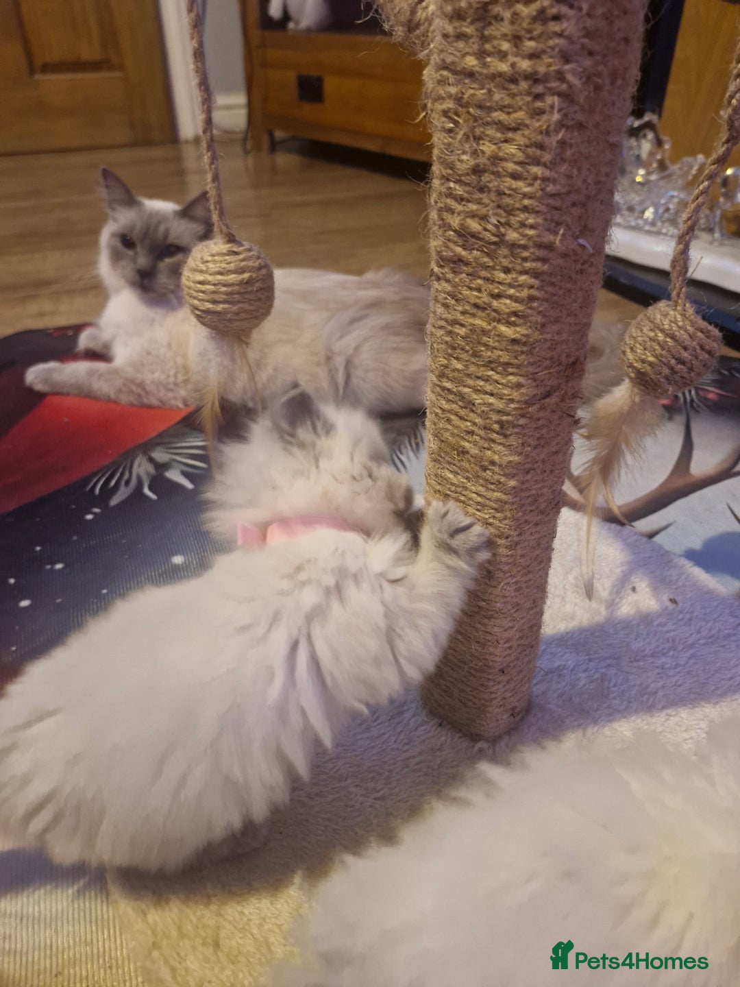 Ragdoll cats for sale: Lovely ragdoll baby's  - Advert 15
