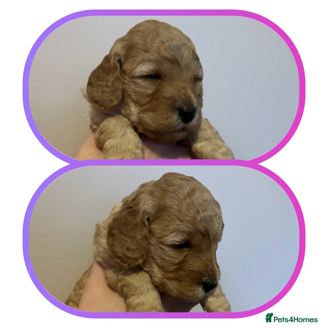 Cavapoo dogs for sale: Outstanding F1B Cavapoos - Health Tested Parents  - Advert 7