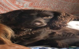 Cocker Spaniel dogs for sale: Exceptional Litter of Working Cocker Spaniel Pups - Image 4