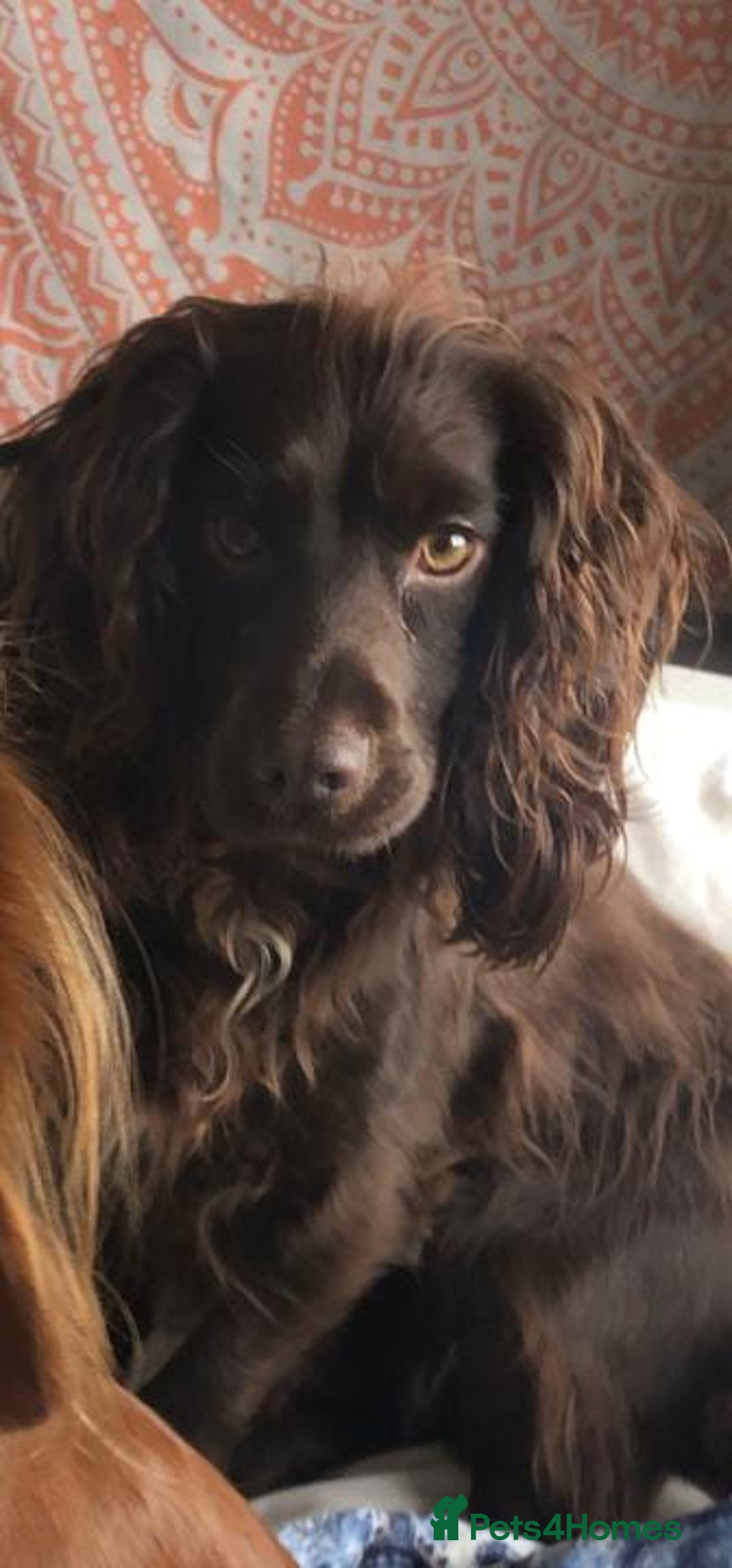 Cocker Spaniel dogs for sale: Exceptional Litter of Working Cocker Spaniel Pups - Image 4