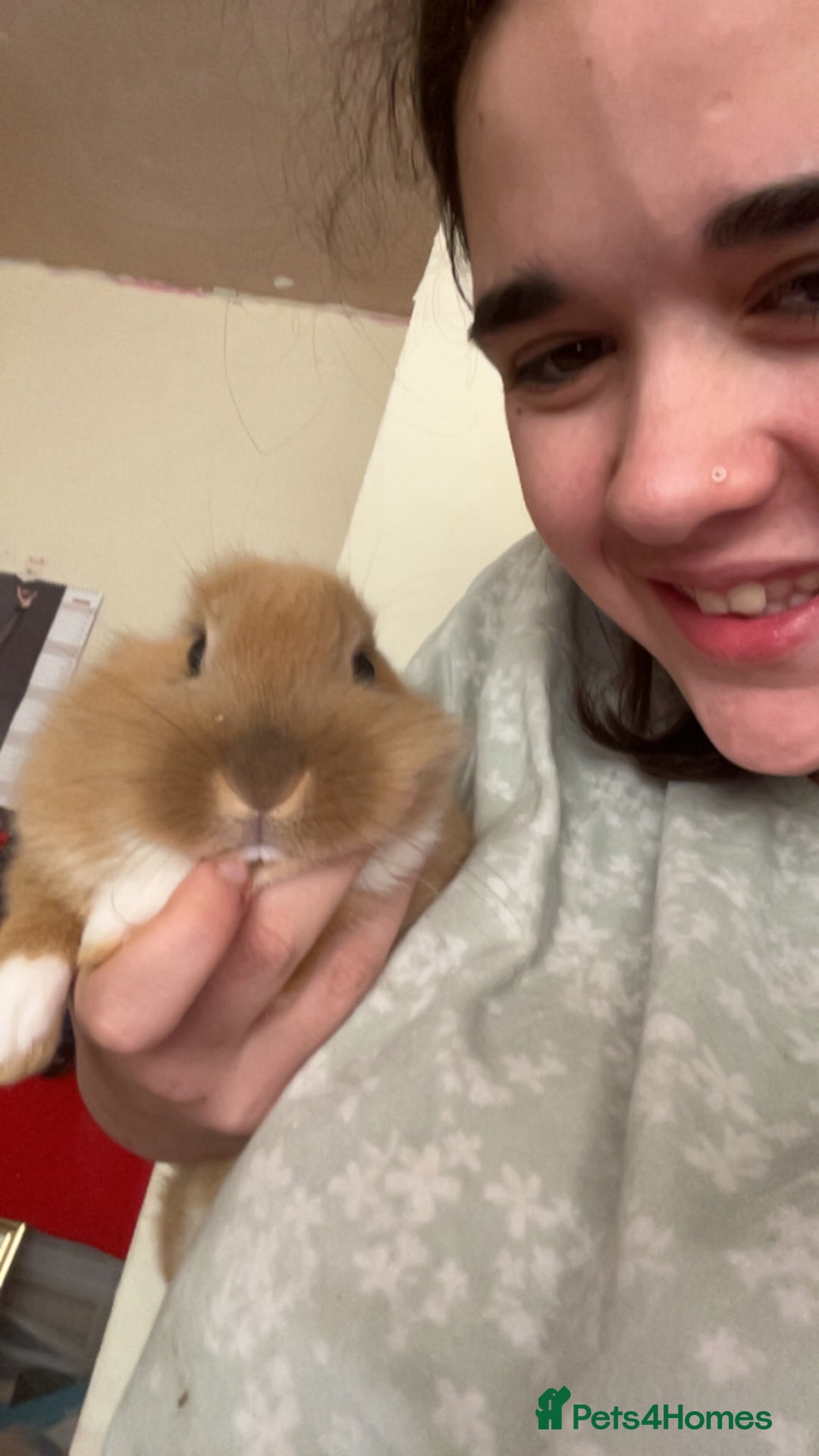 Mixed Breed rabbits for sale: Rabbit boys for sale  - Image 7