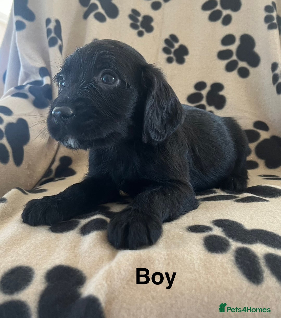 Sprocker dogs for sale: Sprocker Puppies - Image 6