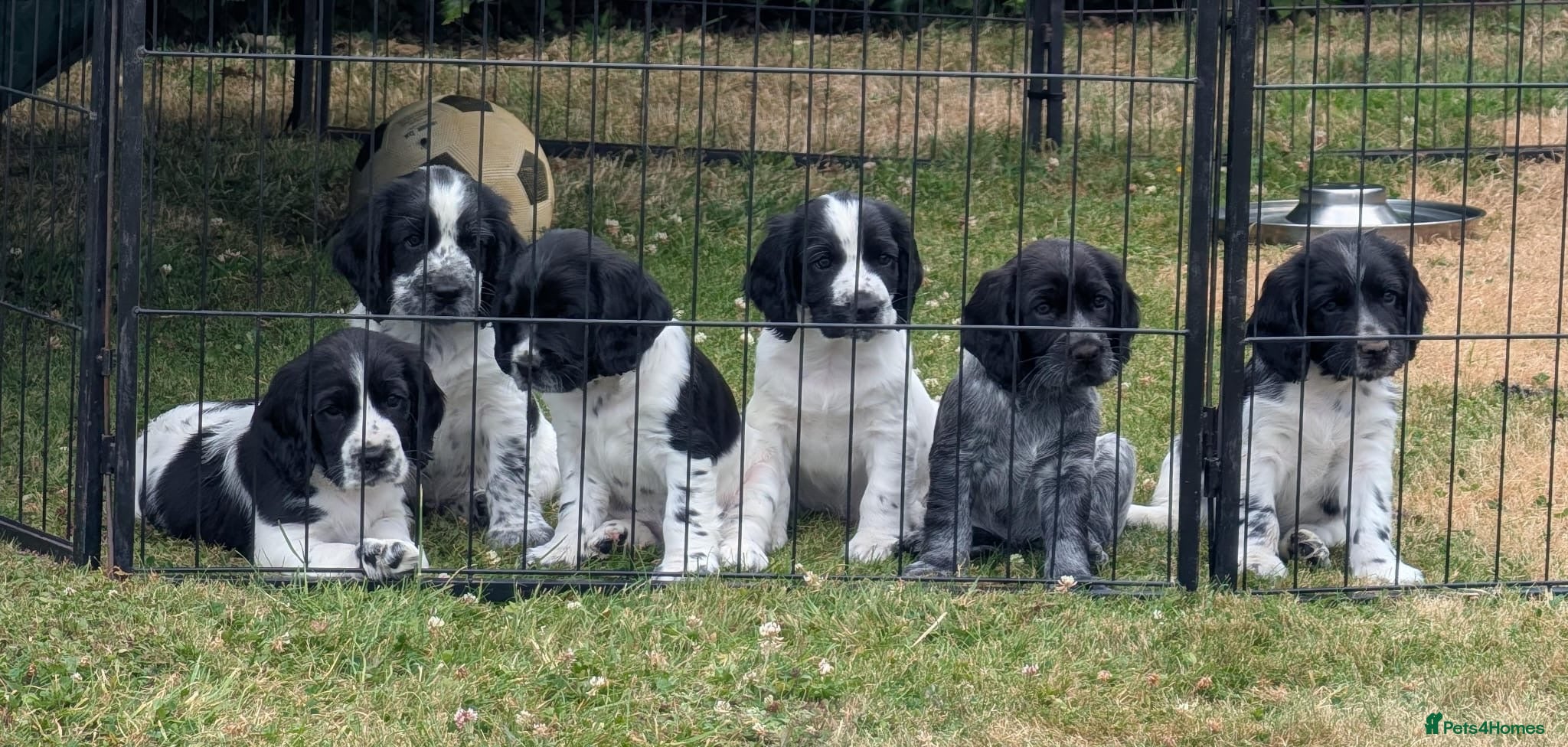 Cocker Spaniel dogs Cocker Spaniels - Advert 3