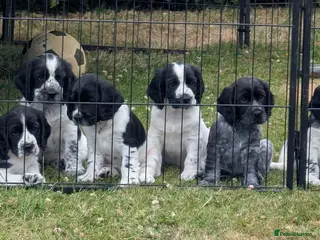 Cocker Spaniel dogs Cocker Spaniels - Advert 3