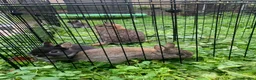 Netherland Dwarf rabbits for sale: Netherland Dwarfs x3 Left READY NOW - Advert 9