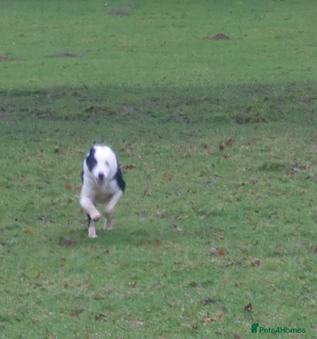 Border Collie dogs for sale: Border collie female for sale  - Advert 6