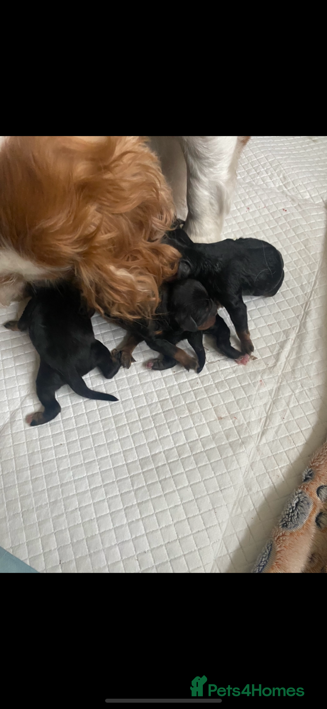 Cavapoo dogs for sale: Beautiful F1 cavapoos phantom 3 girls left 💜💖❤️ - Image 28