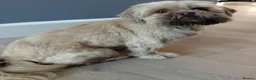 Shih Tzu dogs for sale: Ready Now Shih Tzu - Advert 5