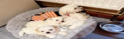 Maltese dogs for sale: Maltese puppies  - Advert 1