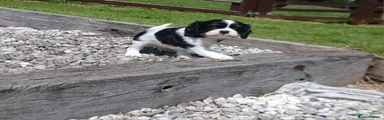Cavalier King Charles Spaniel 5