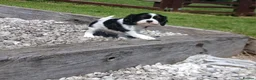 Cavalier King Charles Spaniel dogs for sale: Beautiful tri puppies - Advert 2